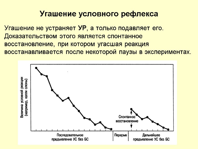 Угашение условного рефлекса Угашение не устраняет УР, а только подавляет его. Доказательством этого является